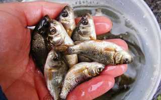 Как насадить живца на крючок, двойник, тройник — фото и советы