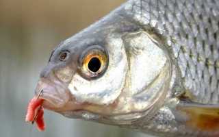 Ловля плотвы на поплавочную удочку: виды оснастки, поиск и тактика рыбалки