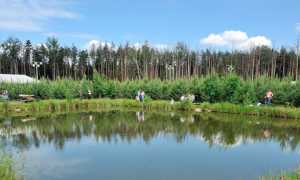 Рыбалка в Подмосковье дикарем и с проживанием — отчеты 2025 года