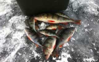 Ловля окуня на чертика зимой: выбор, техника проводки, снасть под безмотылку