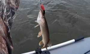 Щука осенью: повадки и ловля в сентябре, октябре и ноябре