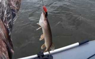 Щука осенью: повадки и ловля в сентябре, октябре и ноябре