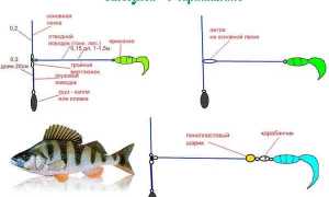 Ловля окуня на отводной поводок: монтаж, секреты проводки