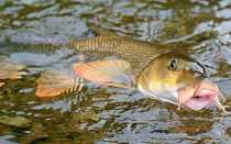 Усач: любитель ночи и сумерек