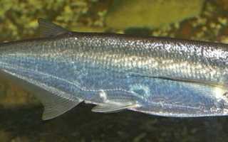 Где водится рыба чехонь, как выглядит и как ее поймать зимой, весной и летом