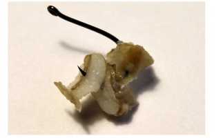 Как сварить и запарить перловку для рыбалки: рецепты прикормки и насадки