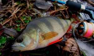 Ловля окуня на микроджиг: теория и практика