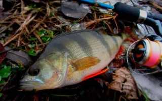 Ловля окуня на микроджиг: теория и практика