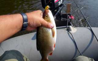 Рыба голавль: описание, повадки, поиск, ловля и приготовление