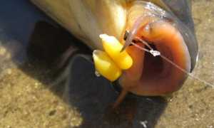 Ловля сазана и карпа на кукурузу: монтаж снасти, как приготовить зерна