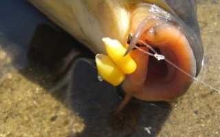 Ловля сазана и карпа на кукурузу: монтаж снасти, как приготовить зерна