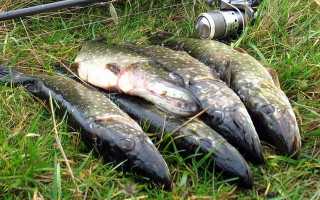 Рыбалка в Челябинской области и в окрестностях Челябинска — сезон 2025