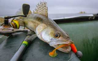Ловля судака осенью с берега и лодки: где искать, на что ловить