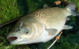 Как поймать белого амура и на что: снасти, наживки и советы