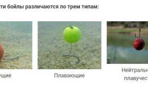 Изготовление и ловля карпа на бойлы: актуальные рецепты, монтаж снасти