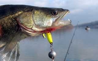 Ловля судака в Ленинградской области — карта рыболовных мест, фото