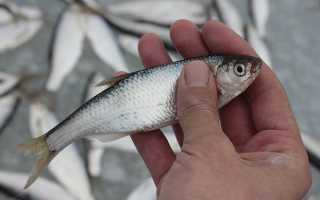 Рыба уклейка: фото и описание, где водится и как ловится себель