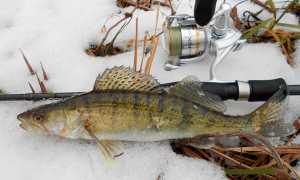 Зимняя рыбалка в Сибири сезон 2025: теория и практика ловли на видео