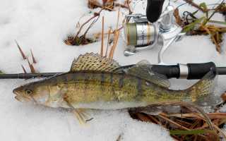 Зимняя рыбалка в Сибири сезон 2025: теория и практика ловли на видео