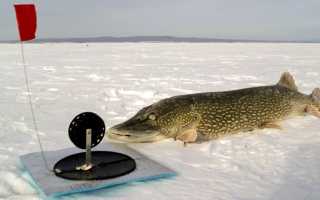 Рыбалка зимой на щуку на жерлицы: оснастка и установка, секреты ловли