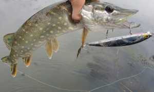 Особенности ловли на воблеры осенью: критерии выбора, лучшие приманки