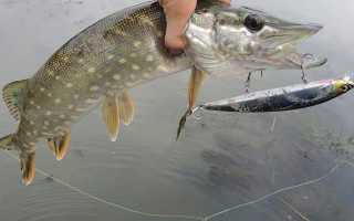 Особенности ловли на воблеры осенью: критерии выбора, лучшие приманки