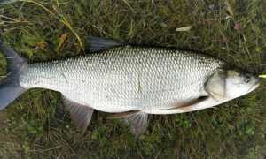 Что за рыба жерех, места обитания, повадки, как ловить и готовить