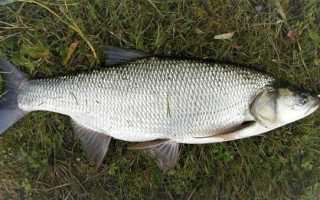 Что за рыба жерех, места обитания, повадки, как ловить и готовить