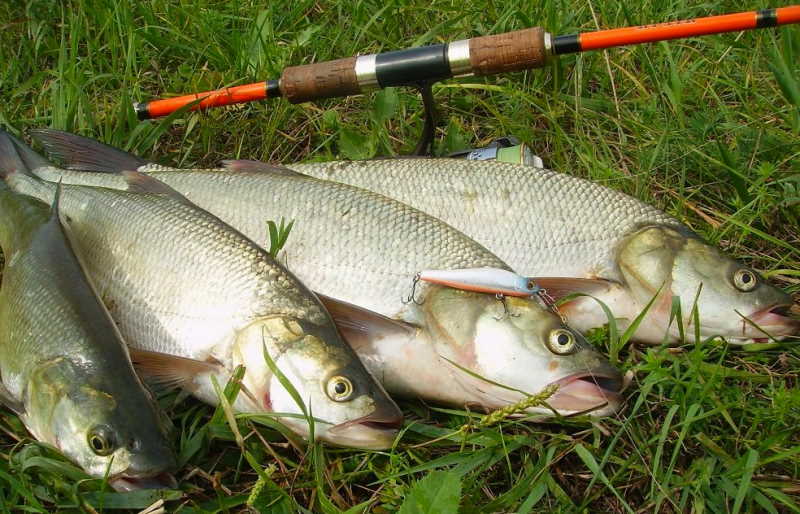 Что за рыба жерех, места обитания, повадки, как ловить и готовить