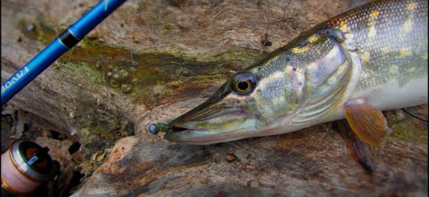 Рыбалка на Кольском полуострове - реальный фото отчет и карта рыболовных мест