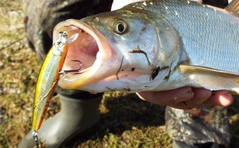 Лучшие воблеры на жереха: ТОП-60 минноу, кренков, шэдов для шереспера