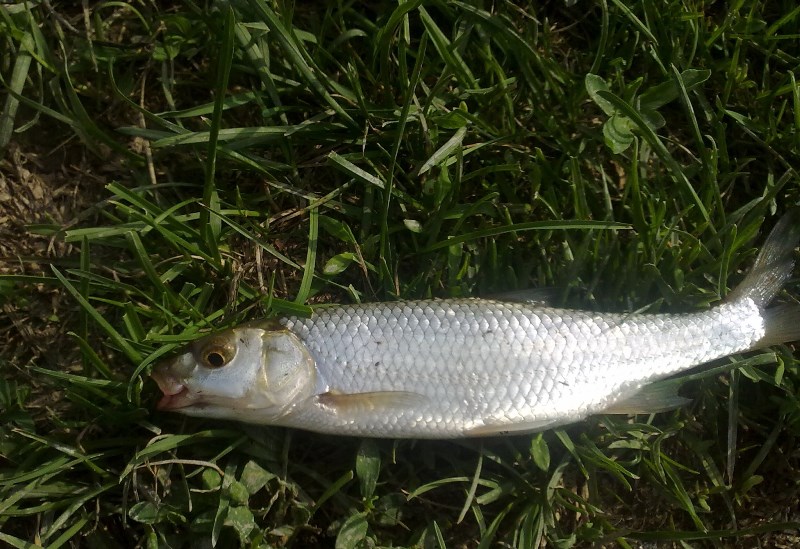 Рыба шемая: фото и описание, где водится, вкусовые качества