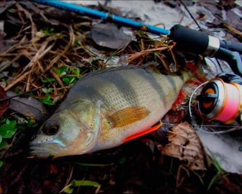 Ловля окуня на микроджиг: теория и практика
