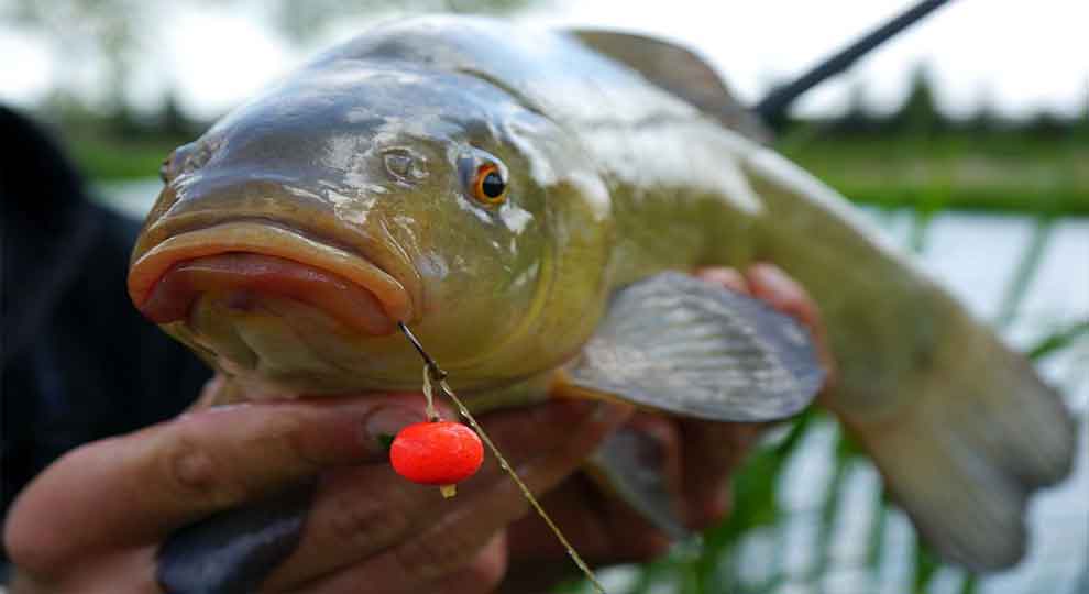 Ловля линя весной на поплавок, фидер, донку