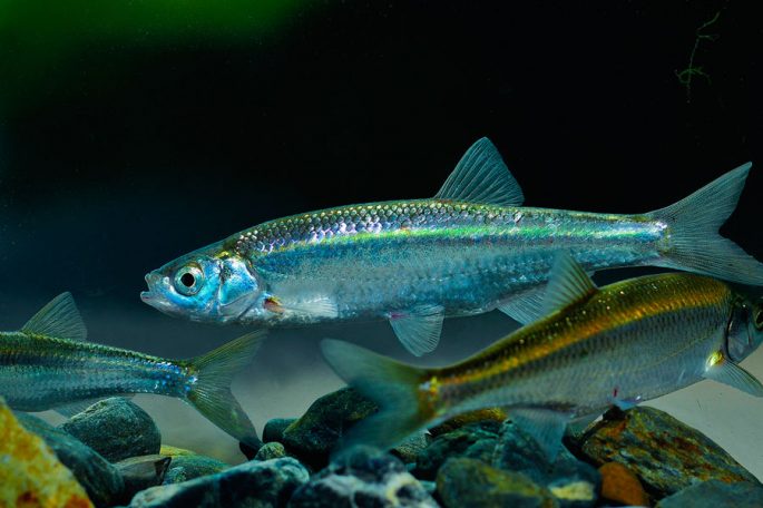 Рыба уклейка: фото и описание, где водится и как ловится себель