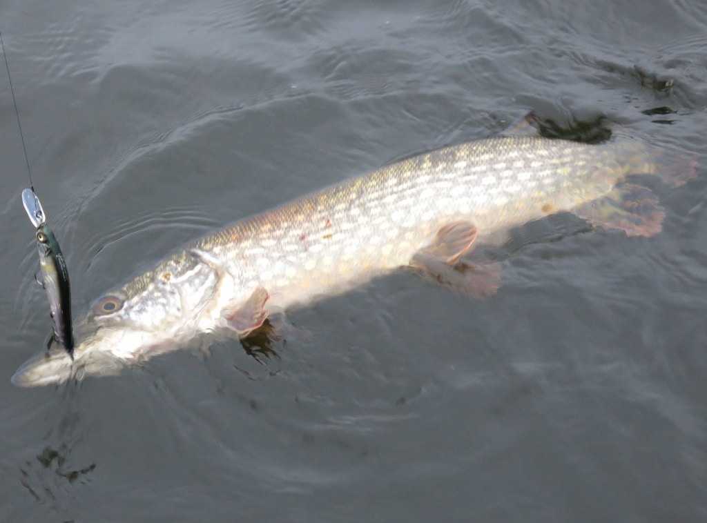 Рыбалка на рыбинском водохранилище: карта, снасти, новости с рыбинки