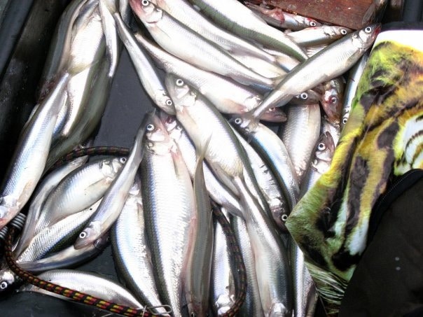 Рыбалка в Финском заливе - реальный уникальный опыт с фото и видео