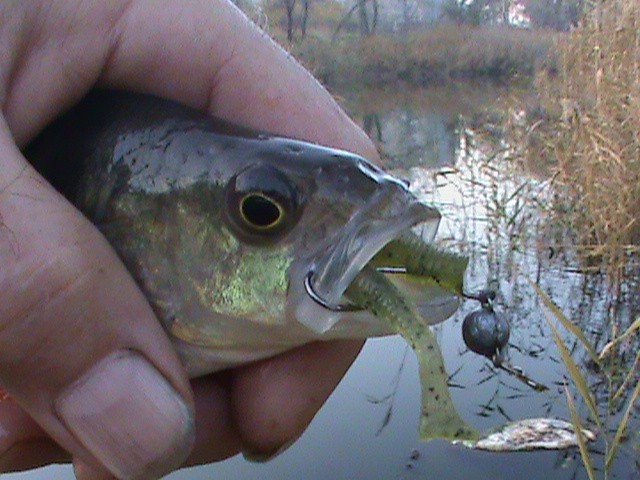 Bait Breath Fishtail