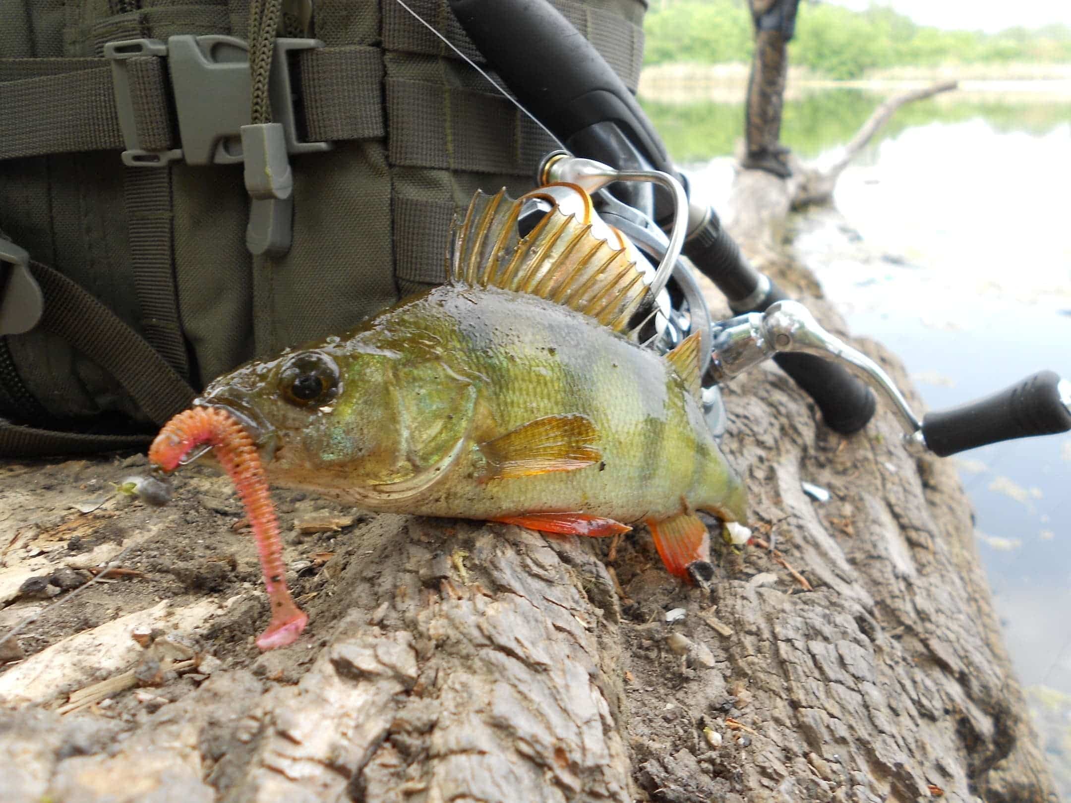 Микроджиг для начинающих: теория, практика и видео-советы экспертов