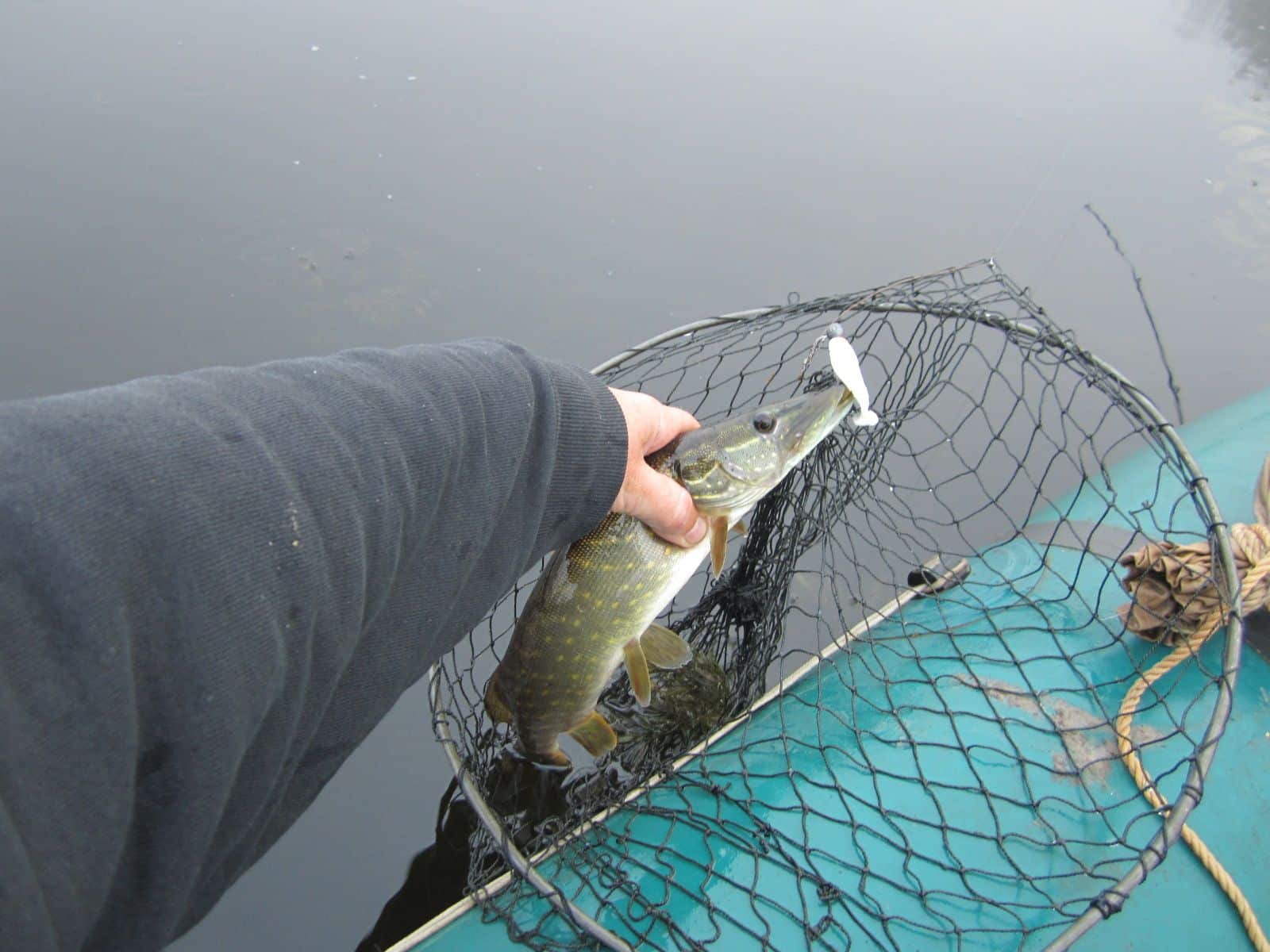 Белый риппер