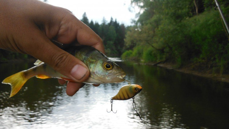 Jackall Chubby Vibration