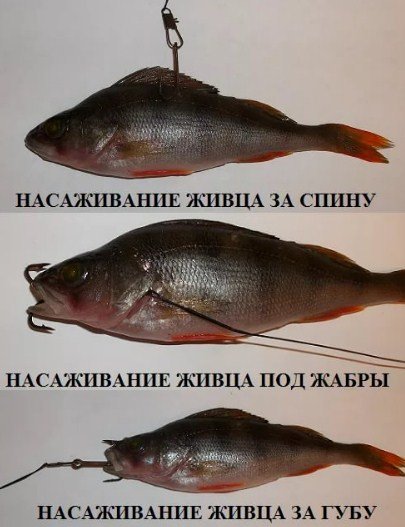 Рыбалка зимой на щуку на жерлицы: оснастка и установка, секреты ловли