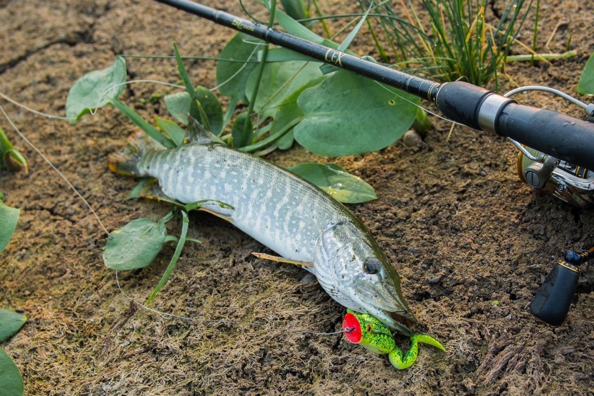 Kosadaka Target Frog