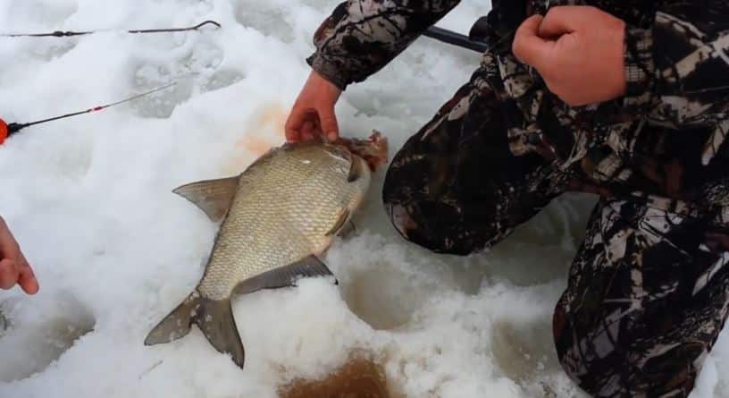Лучшая прикормка для леща зимой для приготовления в домашних условиях и покупная