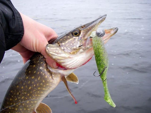 Ловля на джиг осенью с берега и с лодки: тактика и приманки