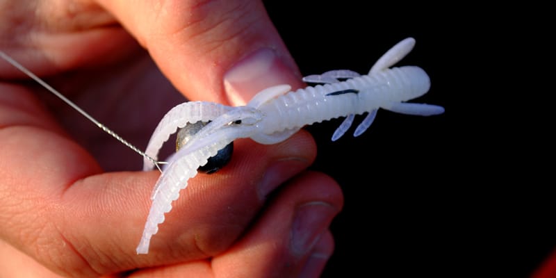 Lucky John Hogy Shrimp