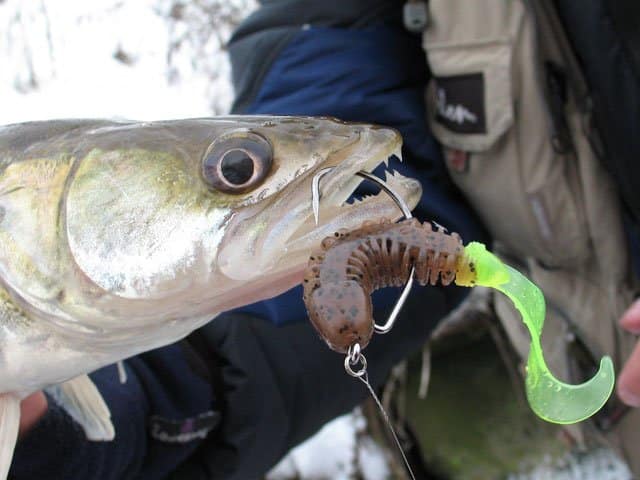 Ловля на отводной поводок осенью - особенности и секреты