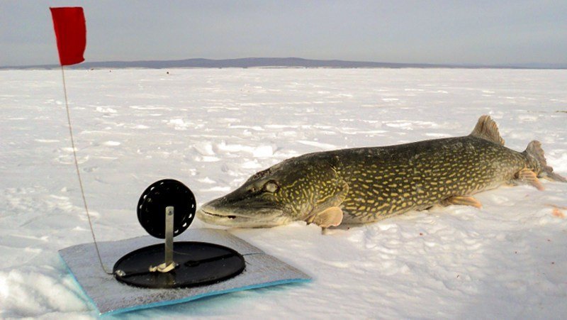 Рыбалка зимой на щуку на жерлицы: оснастка и установка, секреты ловли