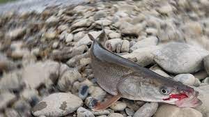 Что за рыба жерех, места обитания, повадки, как ловить и готовить