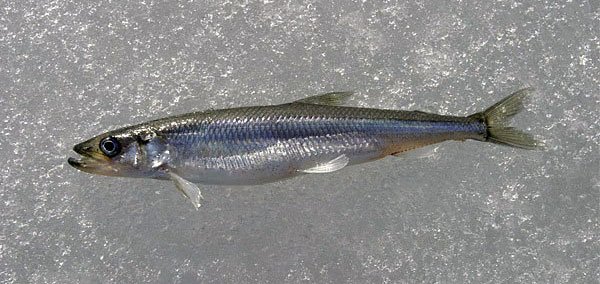 Как выглядит корюшка, виды писуча, где обитает рыба, как ее поймать и приготовить